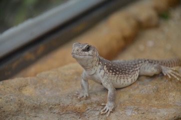 Australian water dragon, Physignathus lesueurii