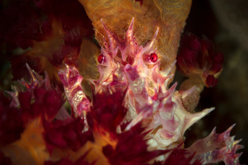 Candy crab (Hoplophrys oatesi). Underwater macro photography from Romblon, Philippines