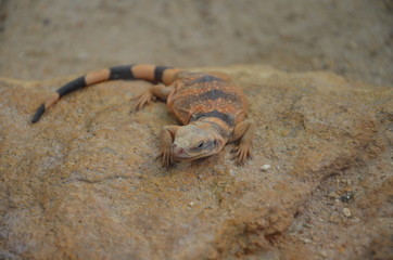 Sagebrush lizard on the rock