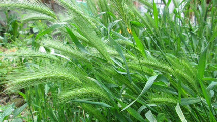 green grass background