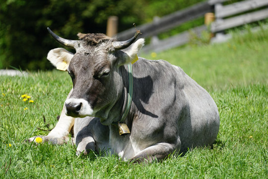 Single cow lying down on the green pasture.