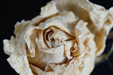 Dried rose flower on natural background.