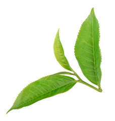 Naklejka na ściany i meble Green tea leaf isolated on white background.