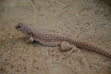Australian water dragon, Physignathus lesueurii