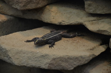 Platysaurus imperator in the zoo