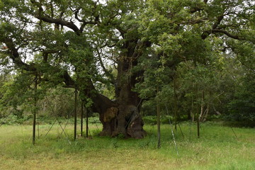 Major Oak
