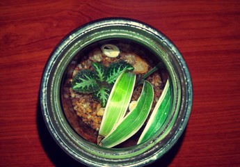 close up plants in the bottle