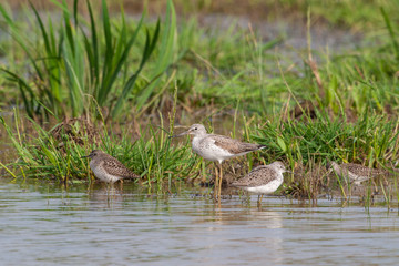 Common Greenshank, (Tringa nebularia) bird in the habitat.