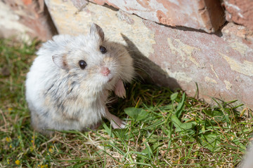 russian dwarf hamster