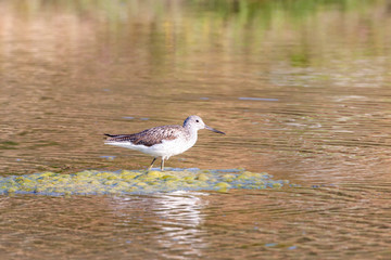 Common Greenshank, (Tringa nebularia) bird in the habitat.