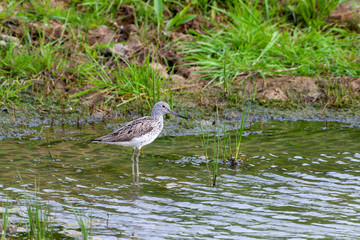 Common Greenshank, (Tringa nebularia) bird in the habitat.