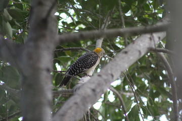 pájaro carpintero 