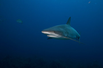 Caribbean Reef Shark, Carcharhinus perezi