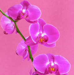 Fototapeta na wymiar Beautiful purple phalaenopsis orchid flower, known as the fluttering butterfly. 