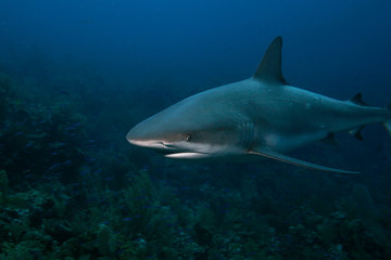 Caribbean Reef Shark, Carcharhinus perezi