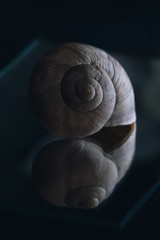 snail shell on black background
