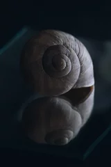 Poster snail shell on black background © Aleksey