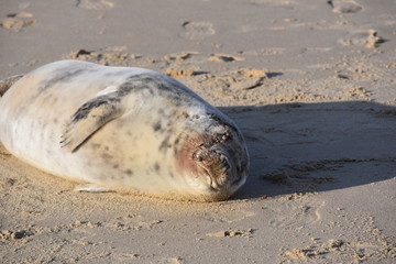 Happy Sealion
