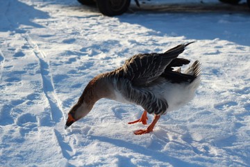 goose with a long neck walks in the snow © Nattasvi