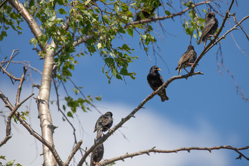 birds on a branch