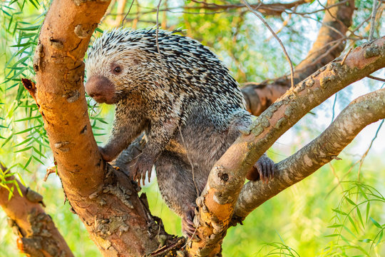 Hedgehog, Porcupine, Porco-espim
