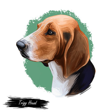 Trigg Hound Puppy Isolated Digital Art Illustration. Hand Drawn Dog Muzzle Portrait, Puppy Cute Pet. Dog Breeds Originating From United States. American English Foxhound, Bred To Hunt Foxes By Scent.