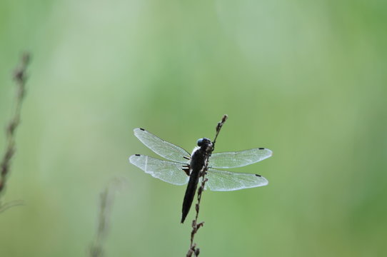 close up detail of dragonfly. dragonfly image is wild with green and bokeh background.