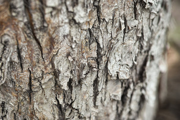 The bark of a pine tree.