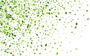 Mint Leaves Falling Vector Concept. Fly Greens 