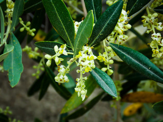 Fototapeta premium Olive Tree Flower Closeup Bloom