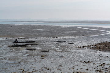 People dig lugworms or sandworms for fishing during low tide in Zeeland, Netherlands