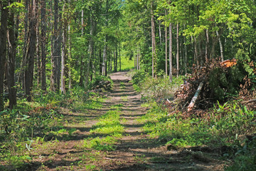森の道