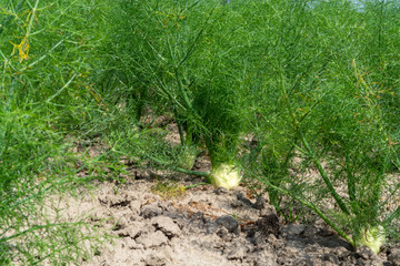 Obraz premium Farm field with growing green annual Florence Fennel bulbing plants. Foeniculum vulgare azoricum.
