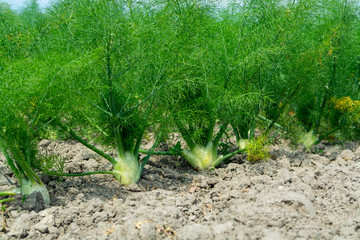 Farm field with growing green annual Florence Fennel bulbing plants. Foeniculum vulgare azoricum.