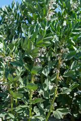 Plantation of broad beans or Vicia faba plants in Zeeland, Netherlands