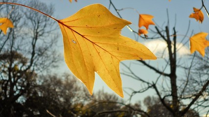 A yellow leaf on blue sky background
with a dark blurred silhouette.