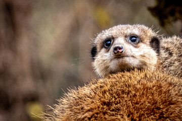 Fototapeta premium a small meercat looking across the back of another meercat
