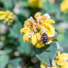 Bee on flowers. One Xylocopa violacea (violet carpenter bee) on Phlomis fruticosain (Jerusalem sage) in Lausanne, Switzerland.