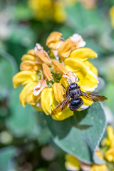 Bee on flowers. One Xylocopa violacea (violet carpenter bee) on Phlomis fruticosain (Jerusalem sage) in Lausanne, Switzerland.