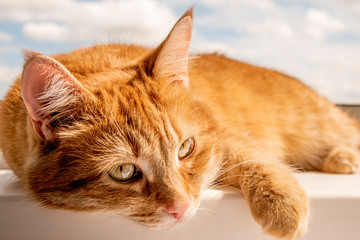 a red cat is lying on the window and basking in the sun