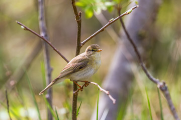 Willow warbler on a tree branch in spring woods