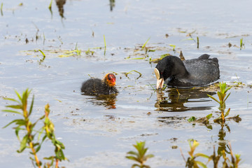 Eurasian Coot with a young chick in the water