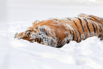 Tiger looks out of a snowdrift