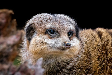 a meercat laying on a rock
