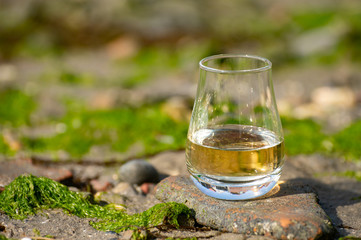 Tasting glass of Scotch whisky and sea shore during low tide, smoky whisky pairing with oysters