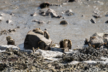 Harvesting of wild oysters shellfish on sea shore during low tide in Zeeland, Netherlands