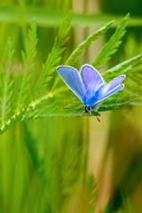 Green leaf with a common blue butterfly