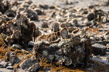 Harvesting of wild oysters shellfish on sea shore during low tide in Zeeland, Netherlands