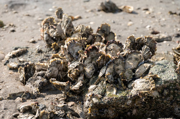 Harvesting of wild oysters shellfish on sea shore during low tide in Zeeland, Netherlands