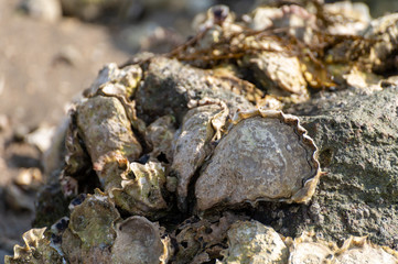 Harvesting of wild oysters shellfish on sea shore during low tide in Zeeland, Netherlands